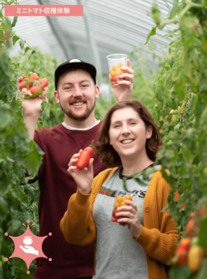 ミニトマト収穫体験